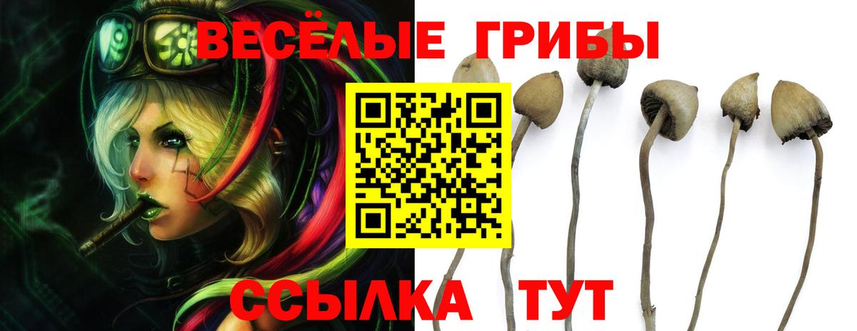 Гулькевичи  Галлюциногенные грибы Psilocybine cubensis  Вход с VPN  Псилоцибиновые грибы прущие грибы 